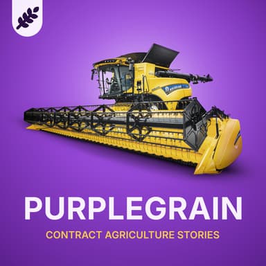 Purple Grain